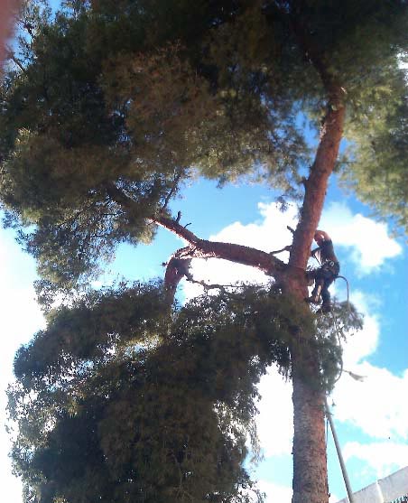Xpertos persona podando árbol